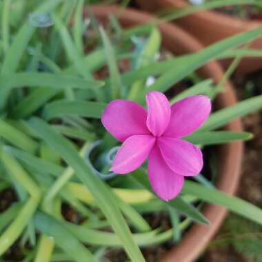 Rhodohypoxis baurii