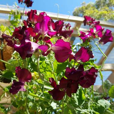 Lathyrus Odoratus 'Windsor'