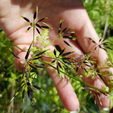 Anthriscus cerefolium