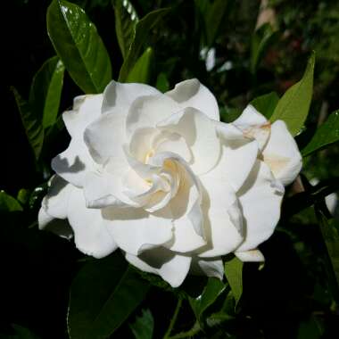 Gardenia