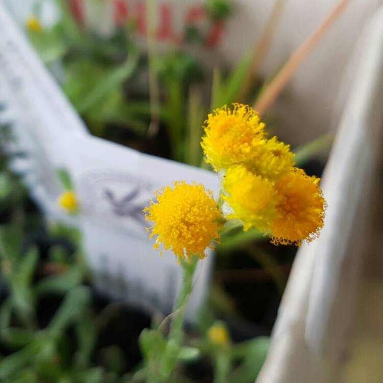 Plant image Chrysocephalum apiculatum