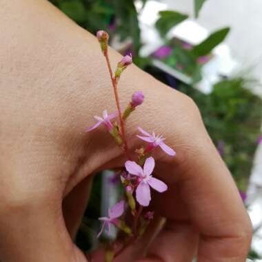 Stylidium graminifolium