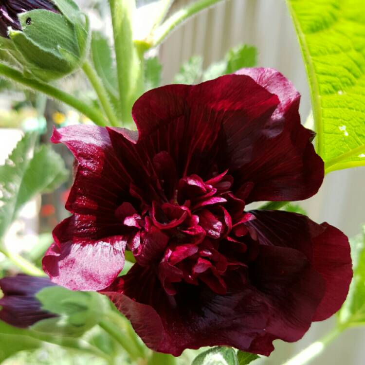 Plant image Alcea rosea 'Chater's Double Group Maroon'