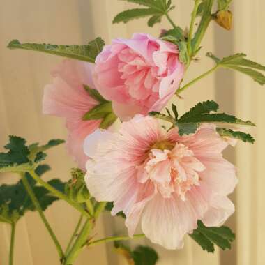 Alcea rosea  syn. Althaea rosea