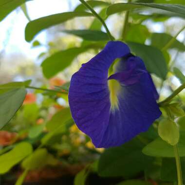 Clitoria ternatea