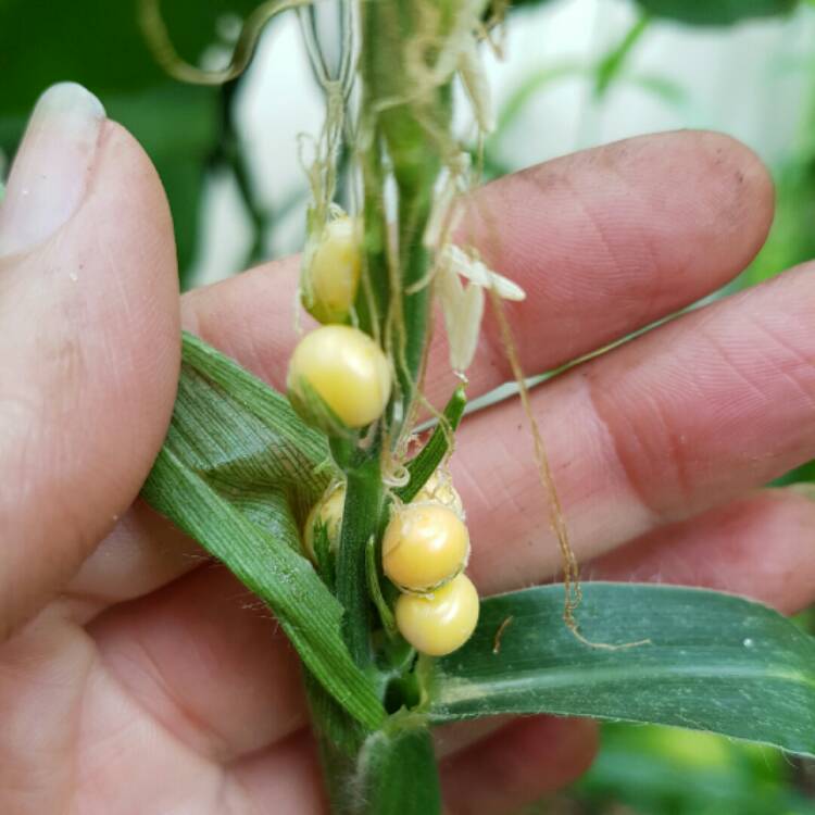 Plant image Zea mays var. saccharata 'Kelvedon Glory'