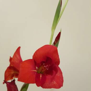 Gladiolus dalenii 'Red'