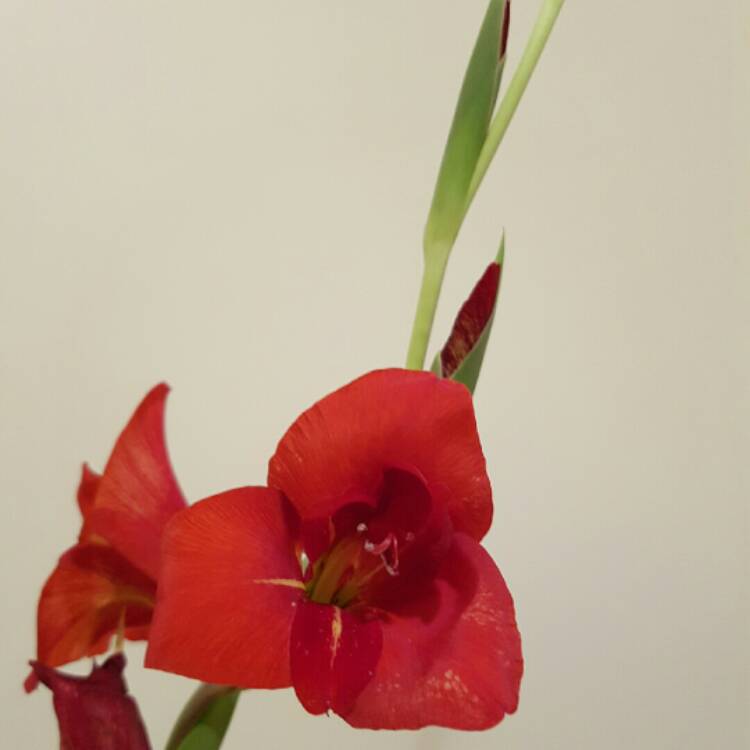 plant image 306002