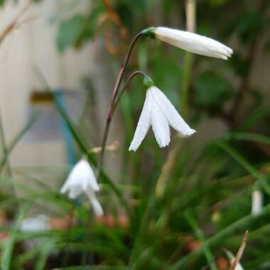 Acis autumnalis syn. Leucojum autumnale