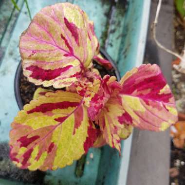 Solenostemon scutellarioides  syn. Plectranthus scutellarioides, Coleus scutellarioides, Coleus blumei