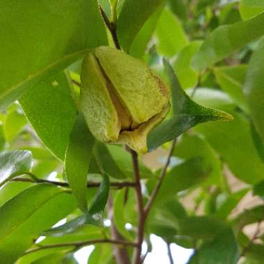 Annona muricata