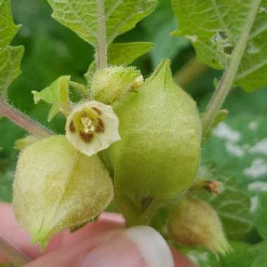 Physalis peruviana