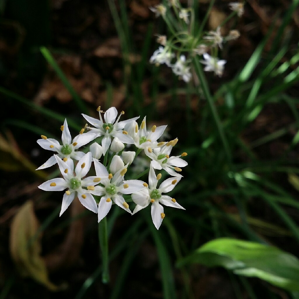 plant image 35379