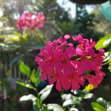 Pelargonium 'Johan's Colin'