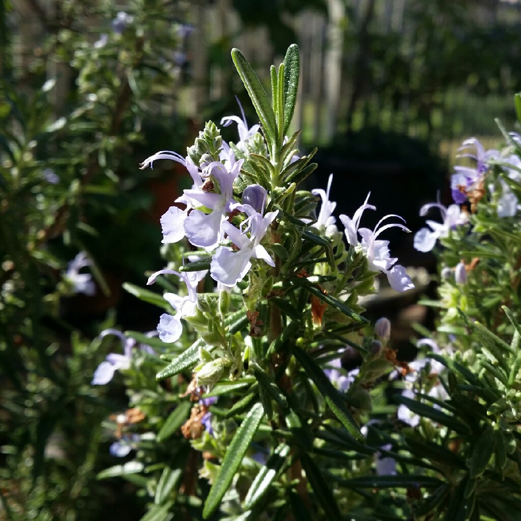 Salvia rosmarinus  syn. Rosmarinus officinalis