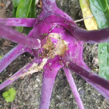 Brassica oleracea (Gongylodes Group) 'Early Purple Vienna' syn. Brassica oleracea (Gongylodes Group) 'Purple Vienna'