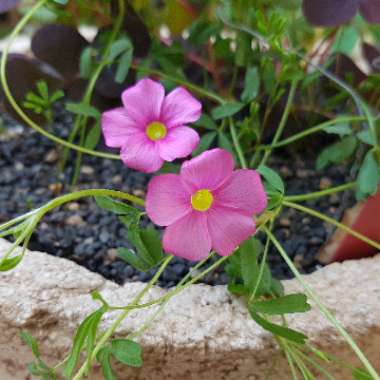 Oxalis glabra