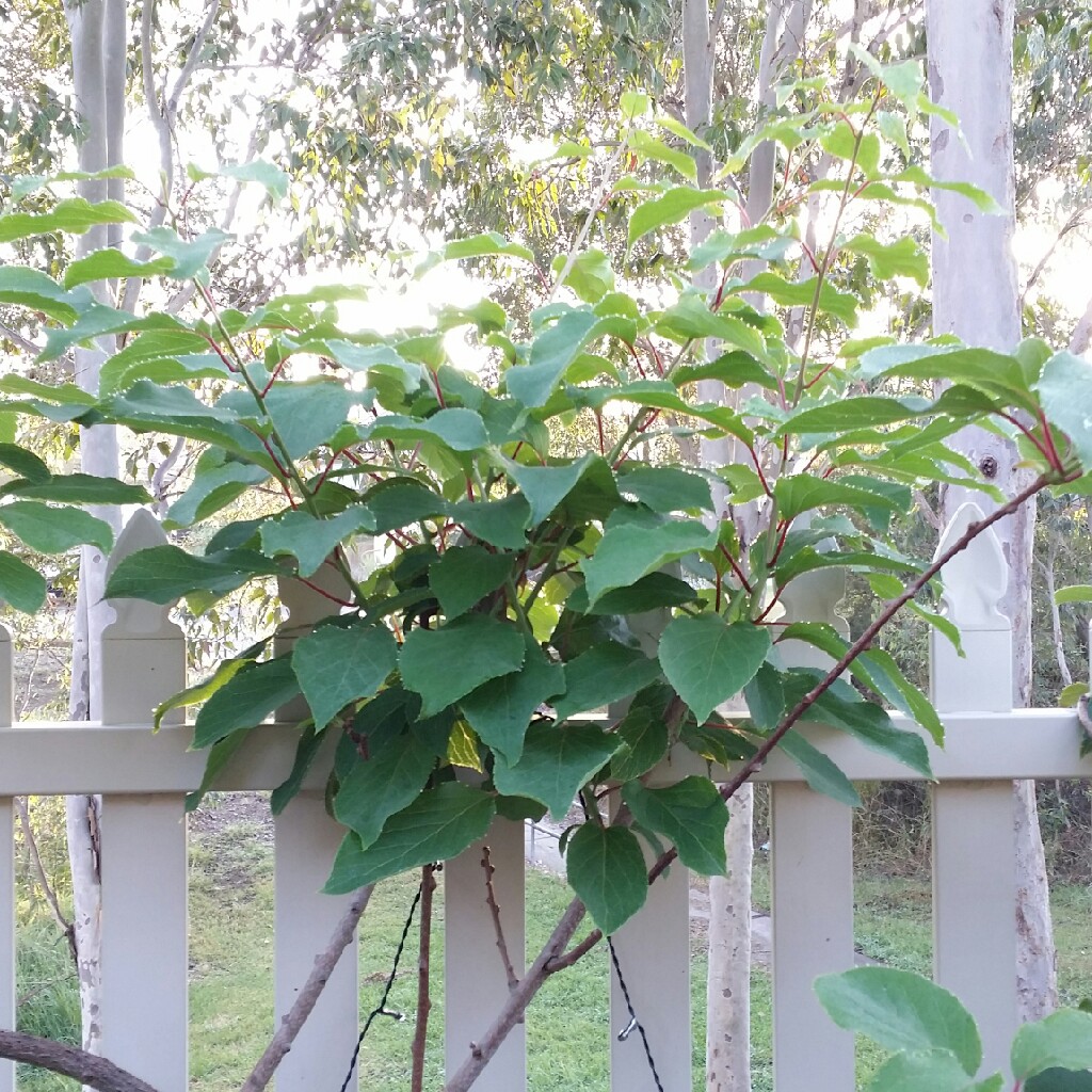 Actinidia arguta 'Issai'