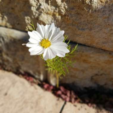 Cosmos Bipinnatus 'Purity'