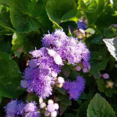 Ageratum houstonianum 'Hawaii Blue'