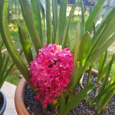 Hyacinthus orientalis 'Jan Bos'