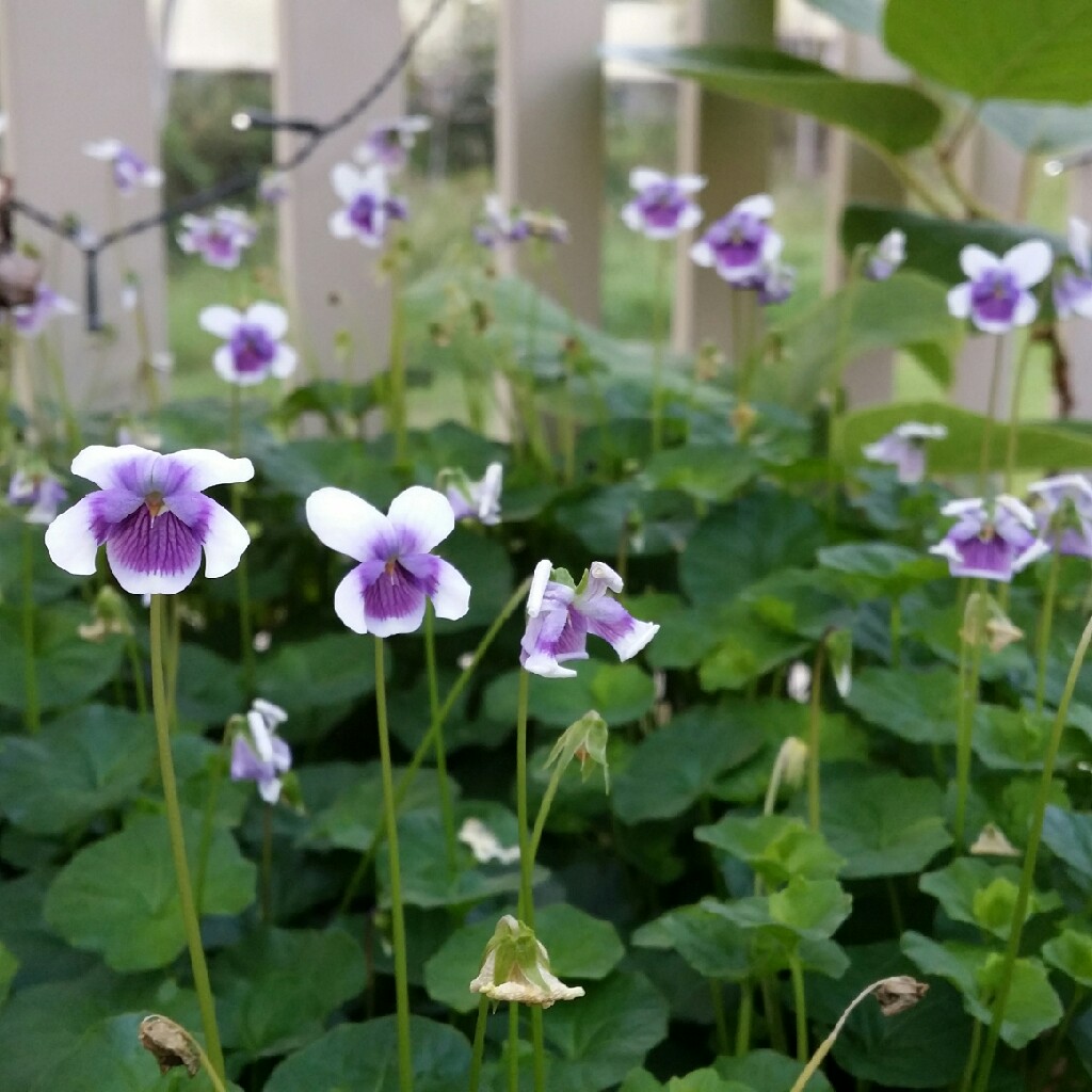 Viola hederacea