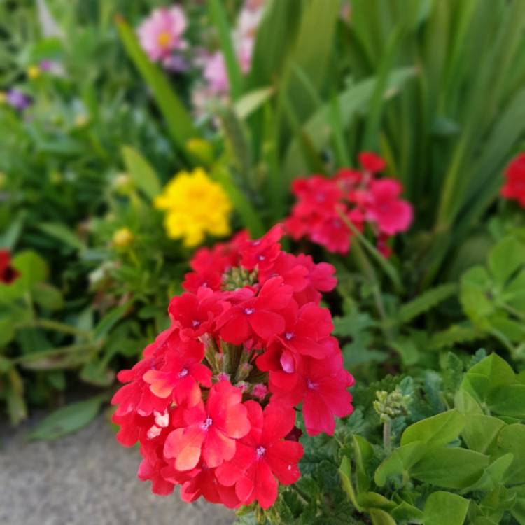 Plant image Verbena 'Aztec Dark Red'