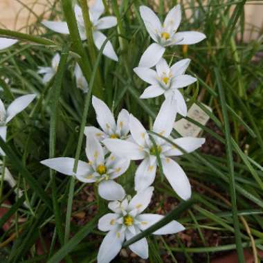 Ornithogalum refractum