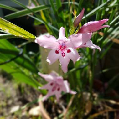 Gladiolus carneus