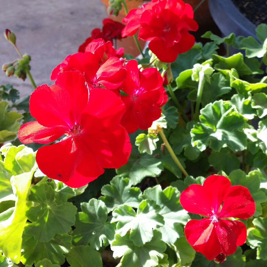 Pelargonium 'Big Red' (Big Series)