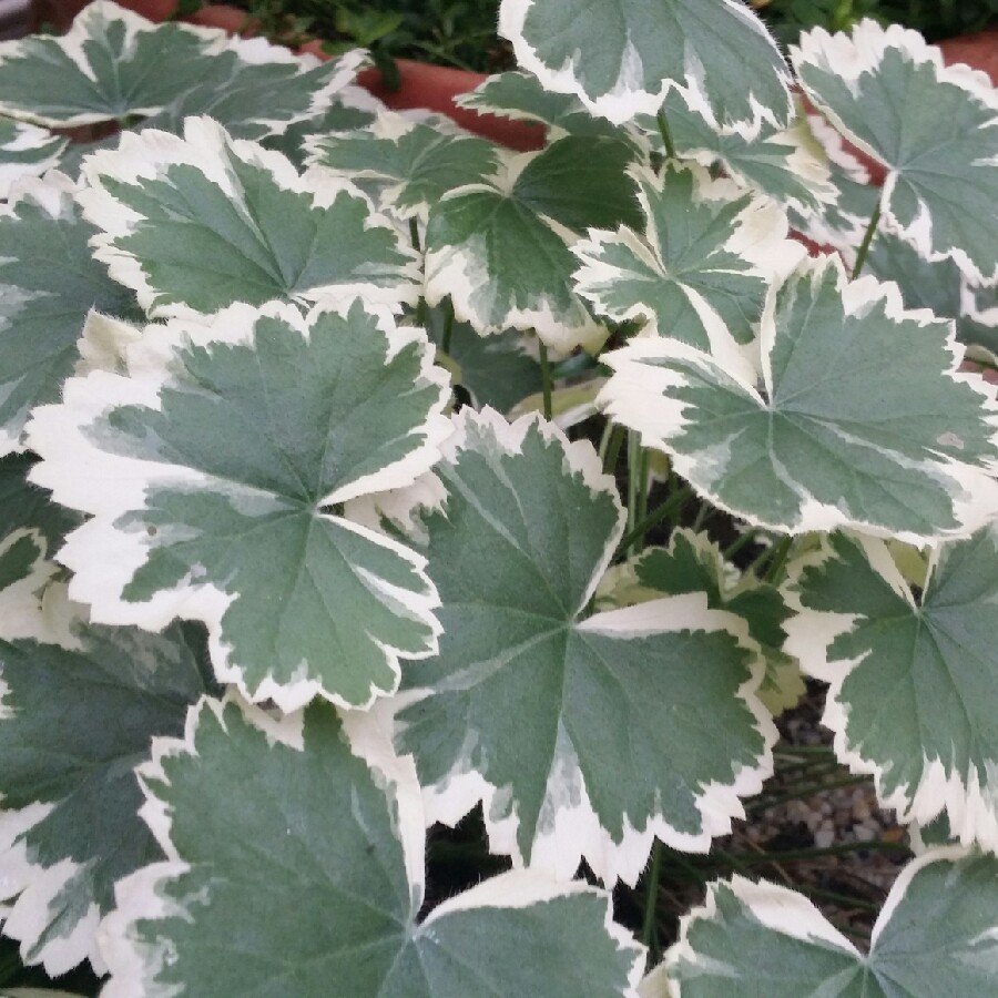 Pelargonium 'Madame Salleron'