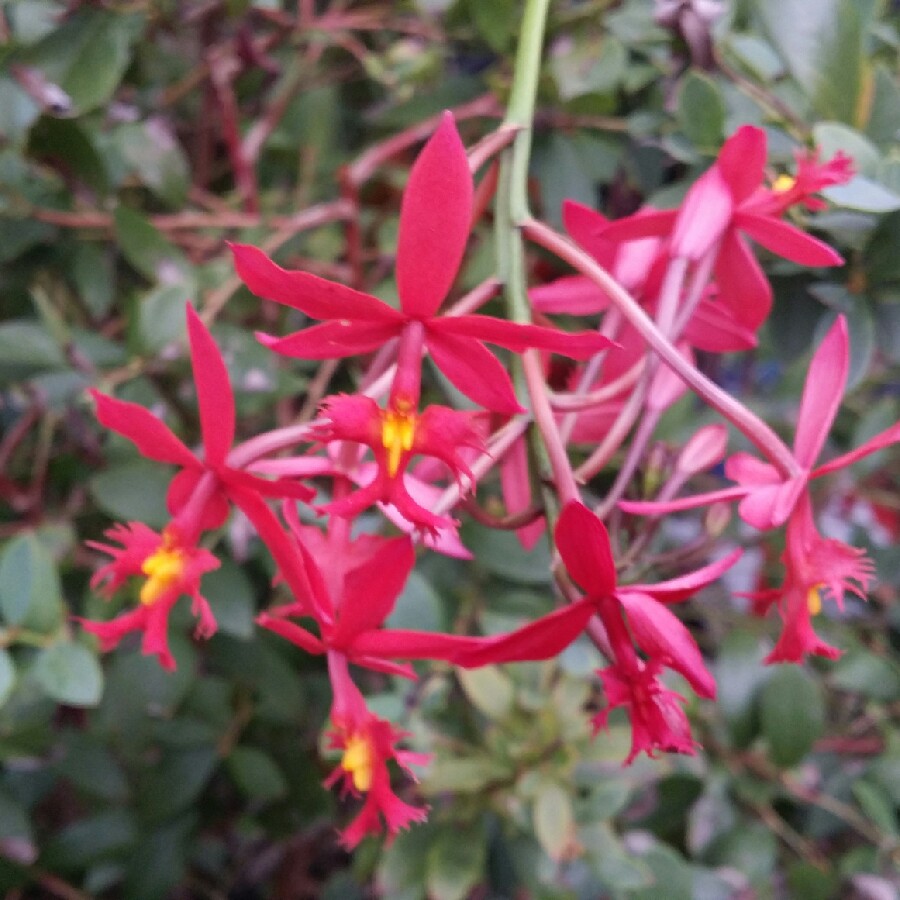 Plant image Epidendrum