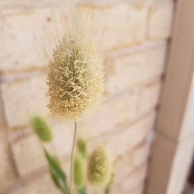 Lagurus ovatus syn. Lagurus ovatus 'Bunny's Tails'