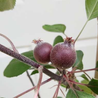 Malus domestica 'Lureprec' (Redlove Series) syn. Malus domestica 'Redlove Circe'