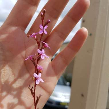 Stylidium graminifolium