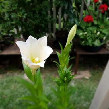 Lilium longiflorum