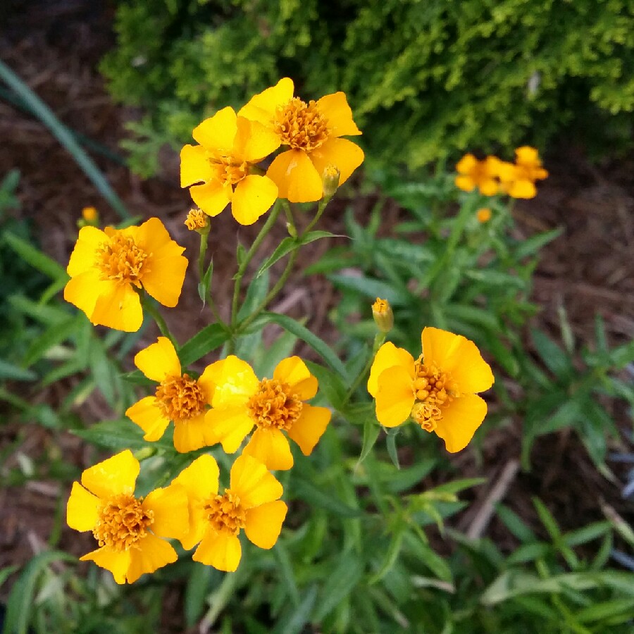 Plant image Tagetes lucida