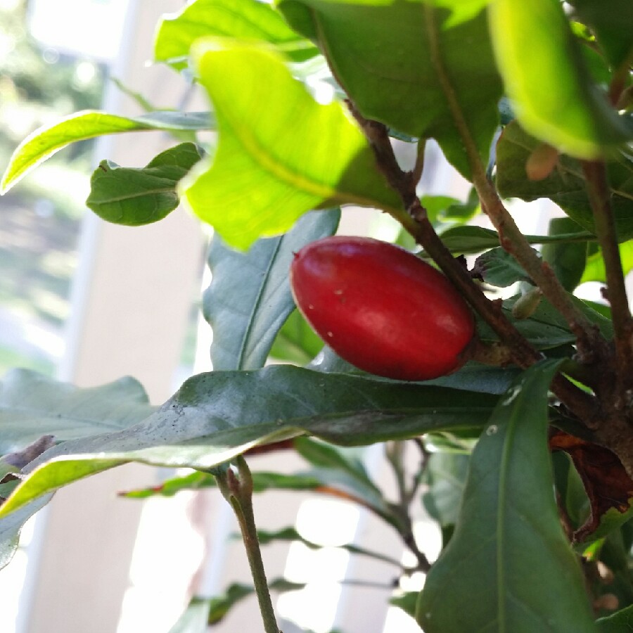 Plant image Synsepalum dulcificum