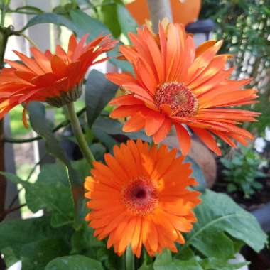 Gerbera