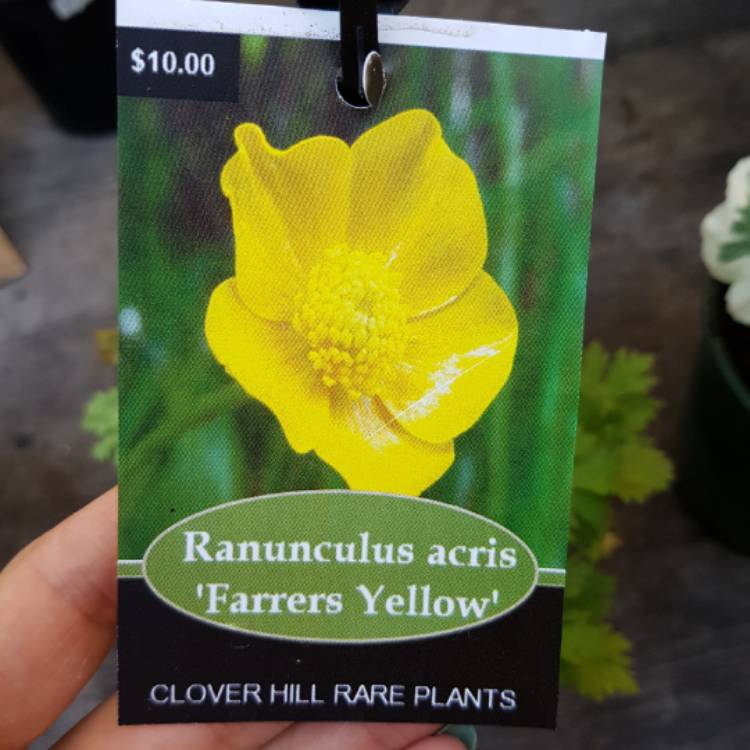 Plant image Ranunculus acris 'Farrers Yellow'