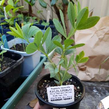 Baptisia australis