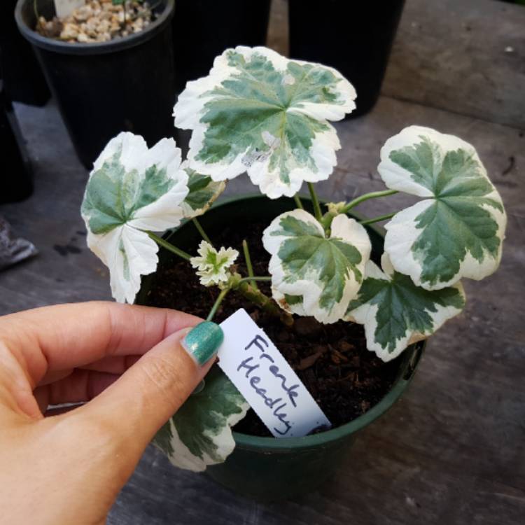 Plant image Pelargonium 'Frank Headley'