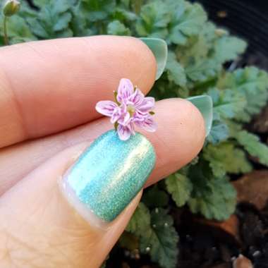 Erodium reichardii