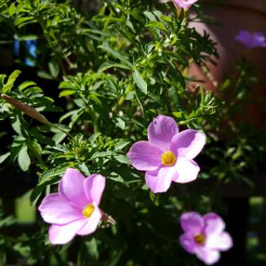 Oxalis hirta