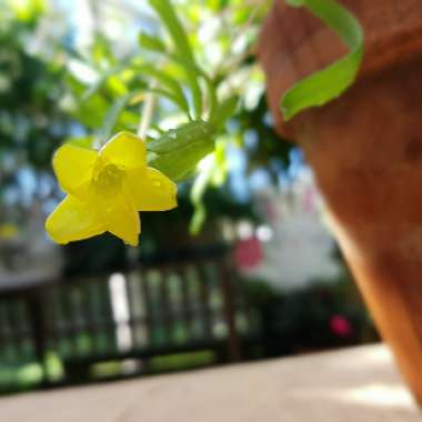 Oxalis flava 'Yellow'