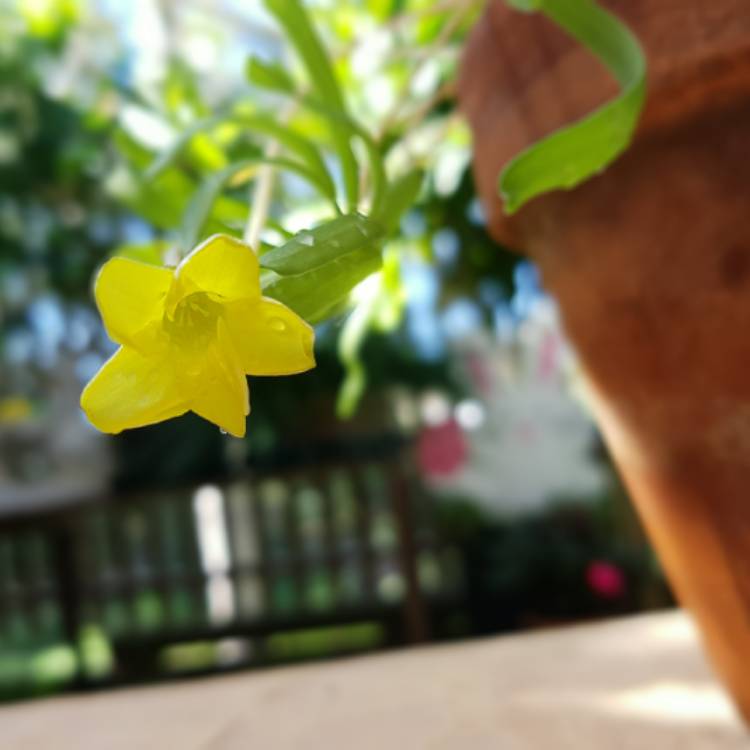 Plant image Oxalis flava 'Yellow'