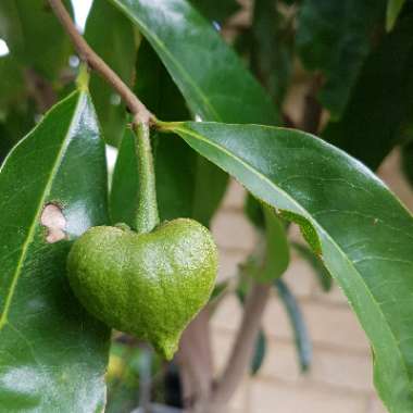 Annona muricata