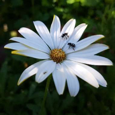 Osteospermum 'White Lightning'