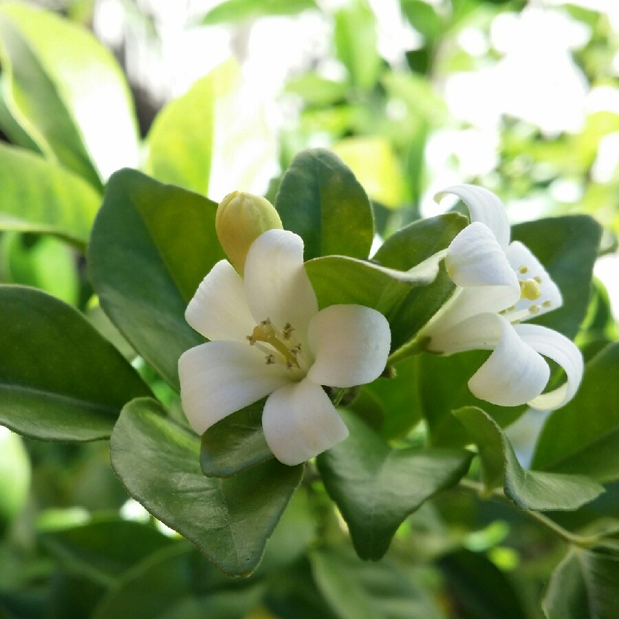 Murraya paniculata