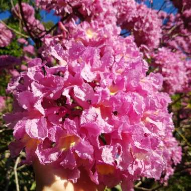 Tabebuia longifolia